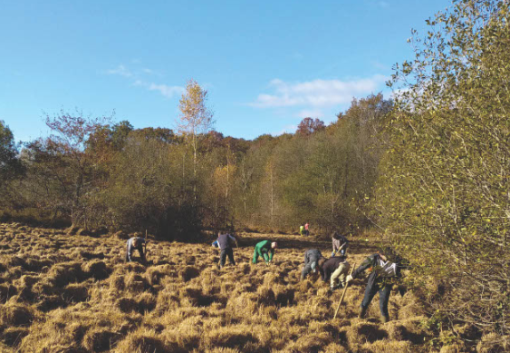 Chantier bénévole : restauration de la lande humide